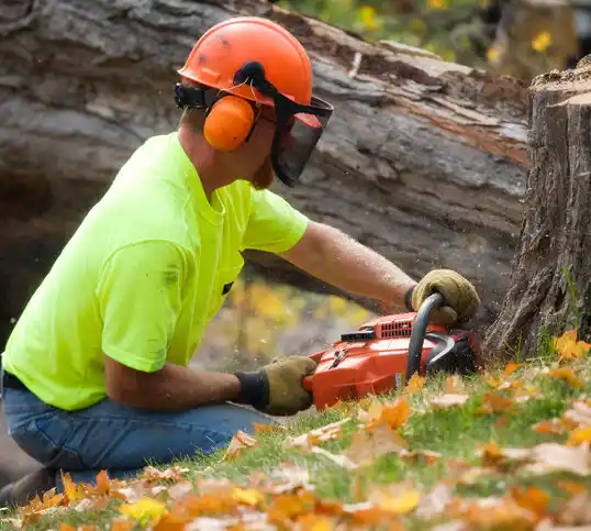 tree services Barker Heights